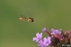 ヤナギハナガサ　に着陸