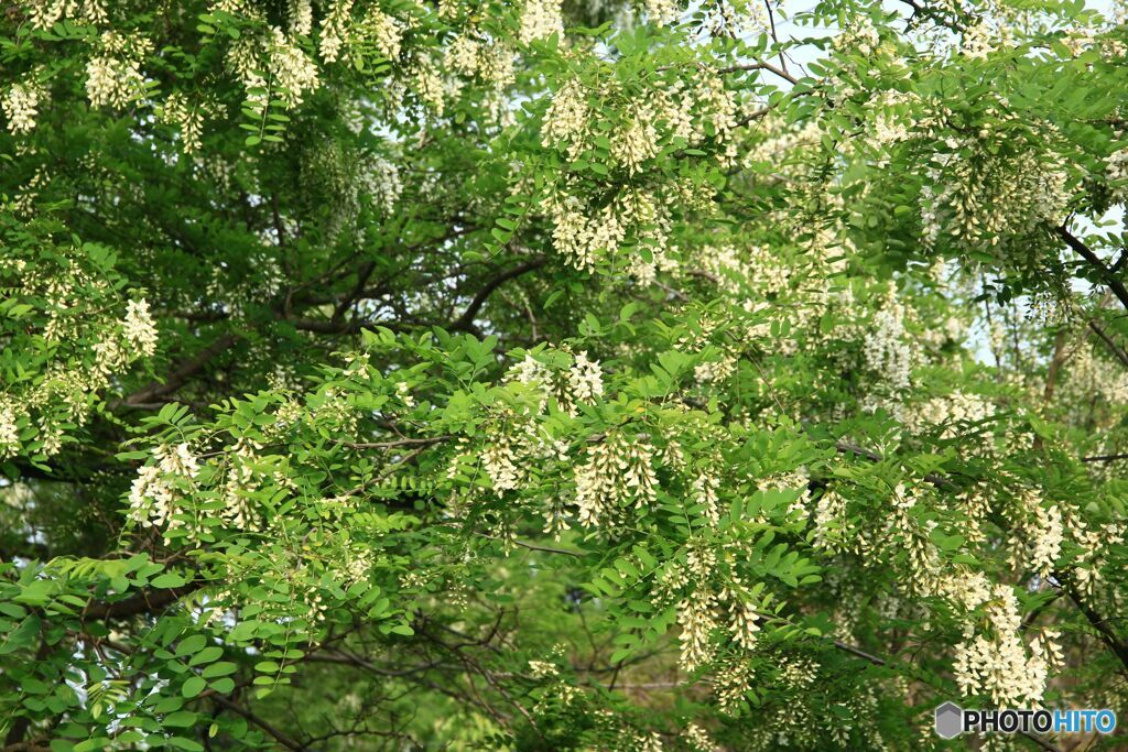 桐　の　花