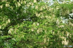 桐　の　花
