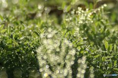 Ｍorning WaterDrops