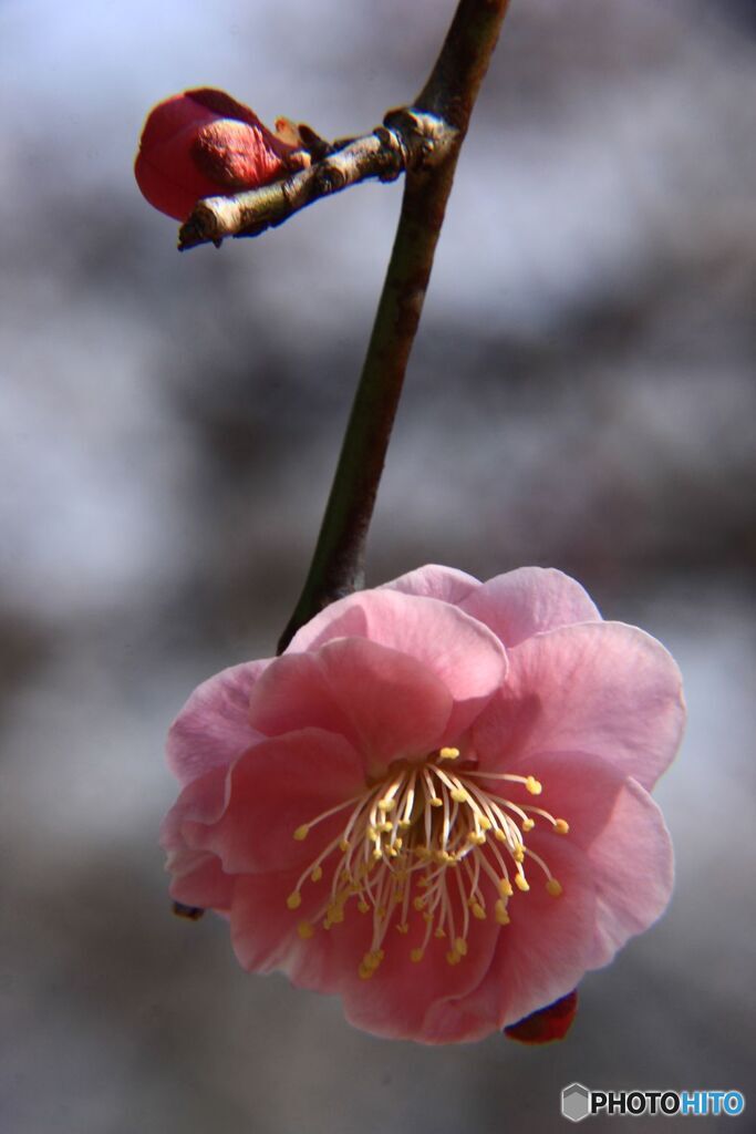 枝垂れの紅梅