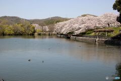 桜の風景