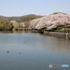 桜の風景