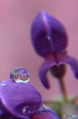 ルピナスの魔法の水玉