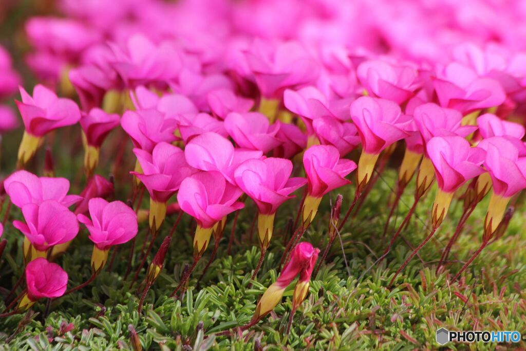 陽ざしを受けて咲くオキザリス