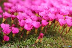 陽ざしを受けて咲くオキザリス