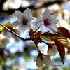 葉桜寸前