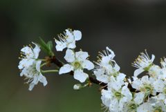 散り始めた李の花