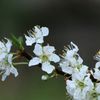散り始めた李の花