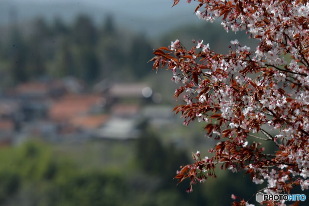 山桜の終焉