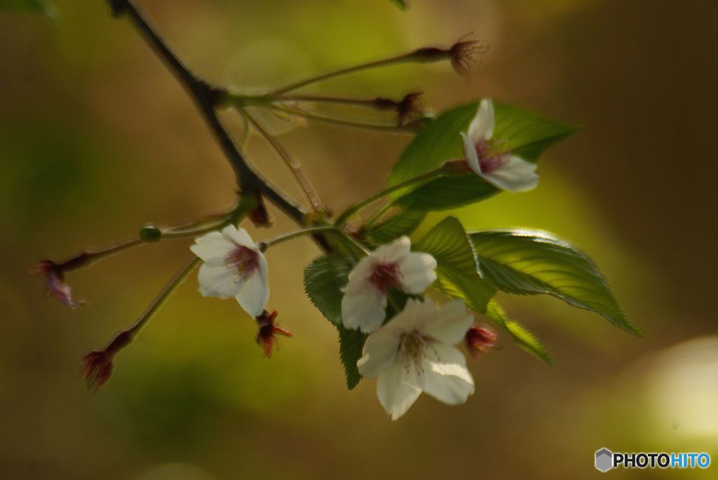 残り桜