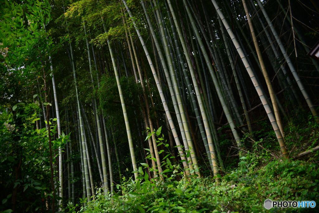 ご近所散策　・　竹