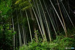 ご近所散策　・　竹