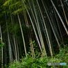 ご近所散策　・　竹