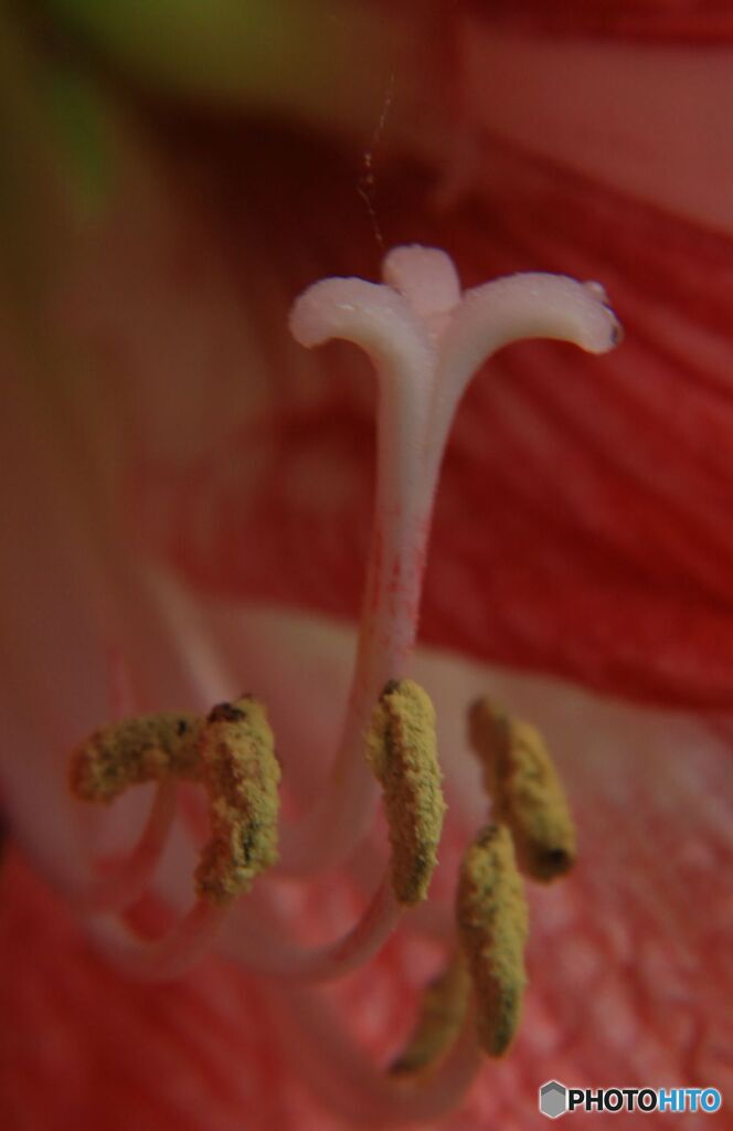 アマリリス　しべ