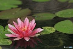 SEE  YOU  AGAIN  NEXT  SUMMER