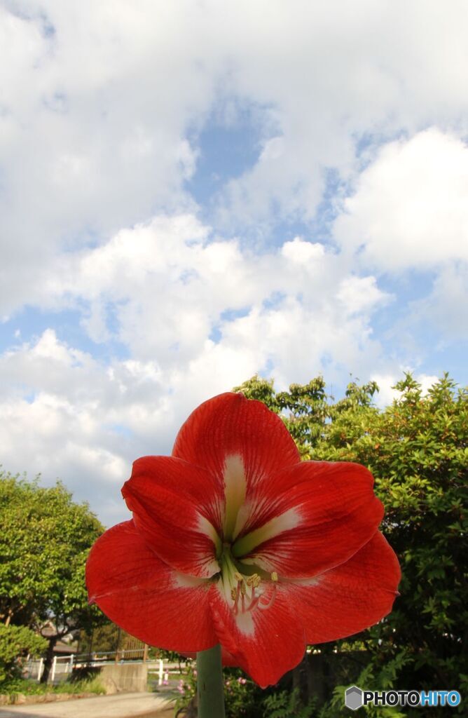 アマリリス