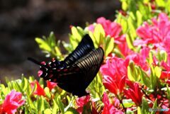 ツツジの密を吸うアゲハ蝶