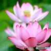 はすの花　ふたつ