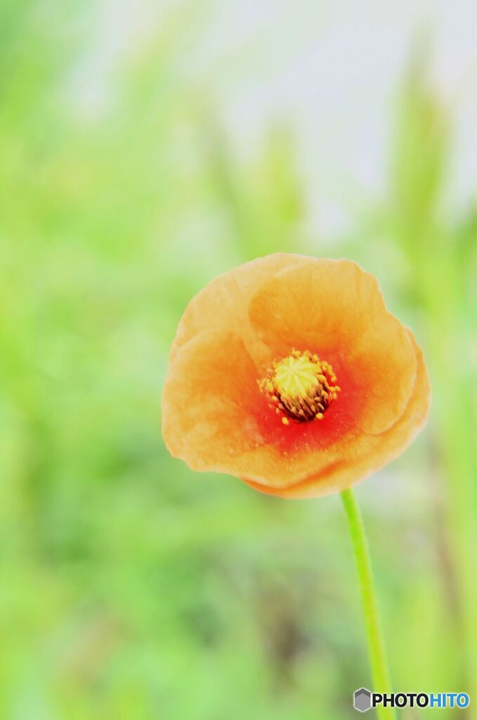 ナガミヒナゲシ