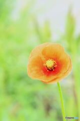 ナガミヒナゲシ