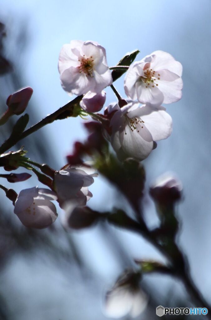 開花宣言の前に