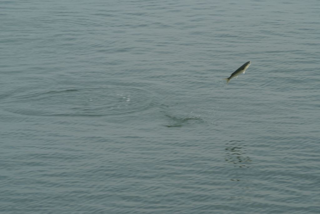 魚　飛び上がる