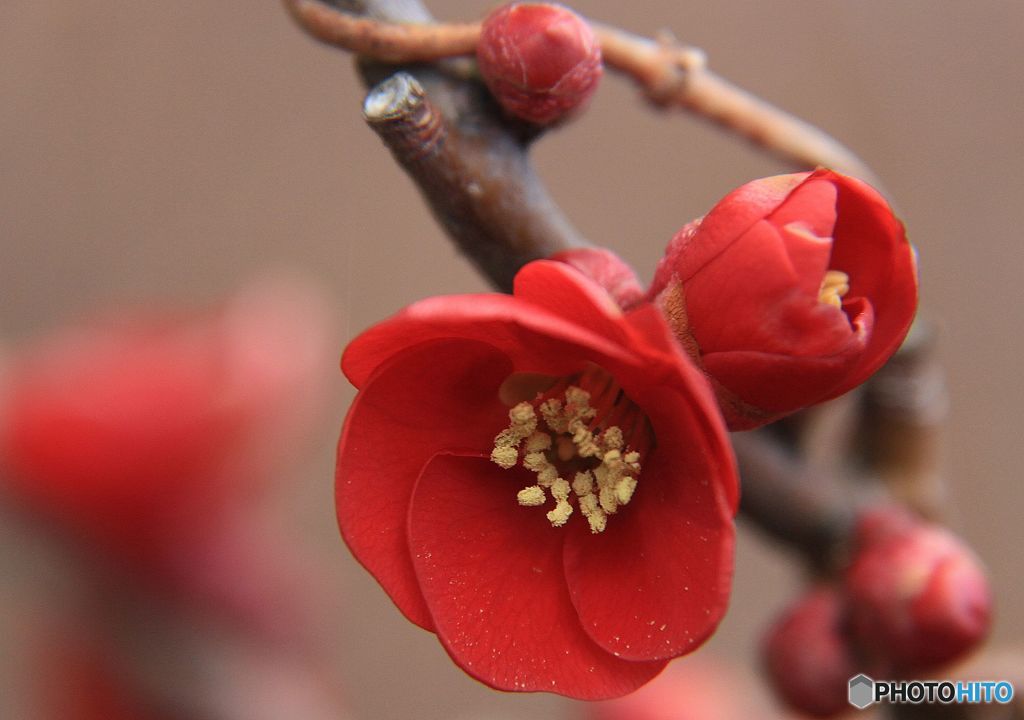 木瓜 の花