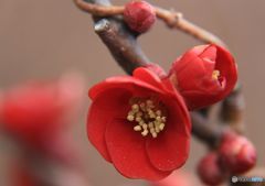 木瓜 の花