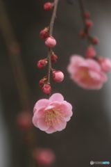 梅シリーズ　咲き始めた枝垂れの紅梅　観照寺