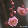 梅シリーズ　咲き始めた枝垂れの紅梅　観照寺