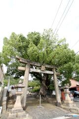 安倉神社参道の鳥居と大樟