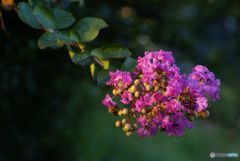 夕日を受けたサルスベリ