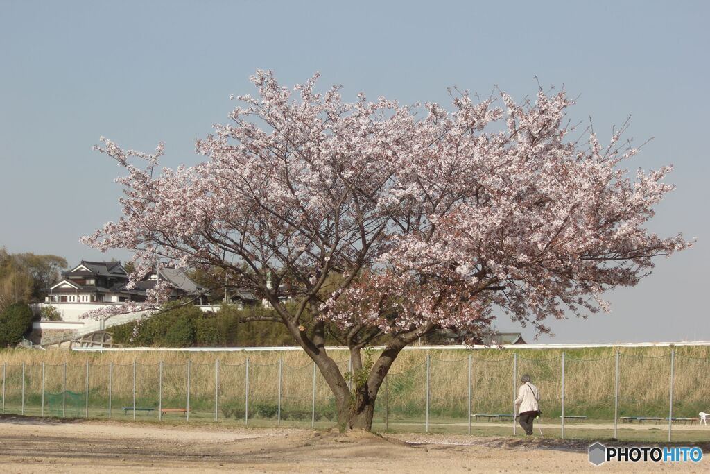 お散歩コース