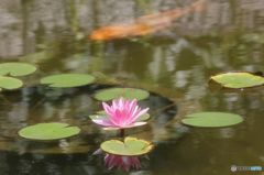 睡蓮　（3）