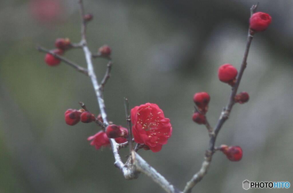 紅梅