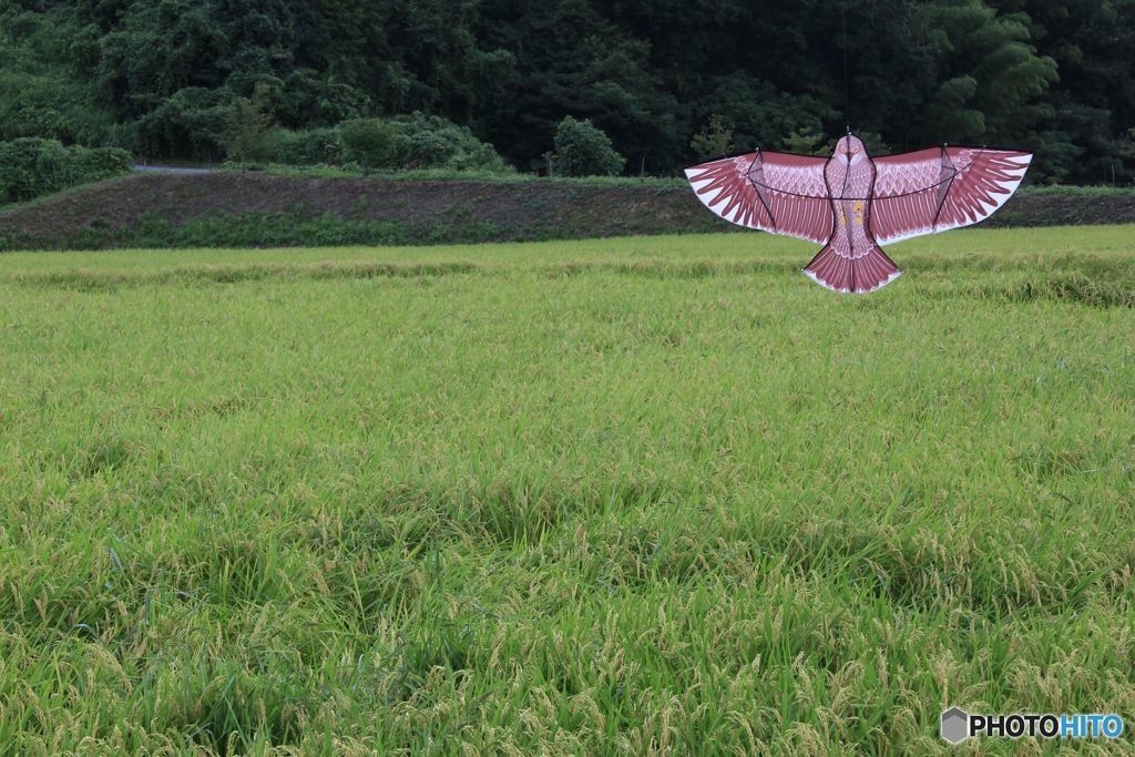 見張り番