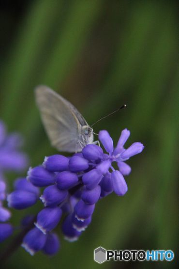 追憶の風景　　チョウとムスカリ