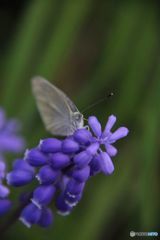 追憶の風景  チョウとムスカリ 追憶の風景  チョウとムスカリ