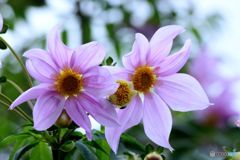 冬に咲いて・皇帝ダリア