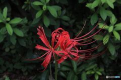 庭に咲く彼岸花