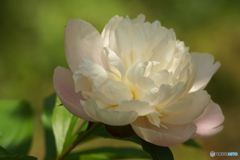 Receive gentle sunlight Receive gentle sunlight