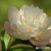 Receive gentle sunlight