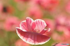 ワンポピーショウタイム