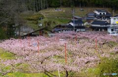 山村の桃畑