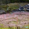 山村の桃畑