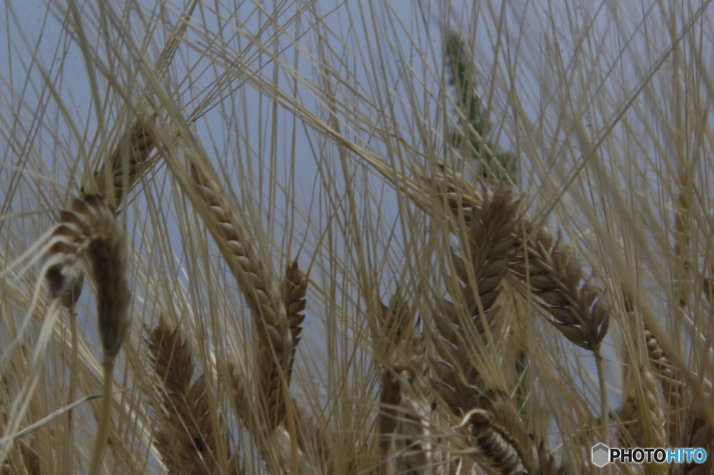 straw