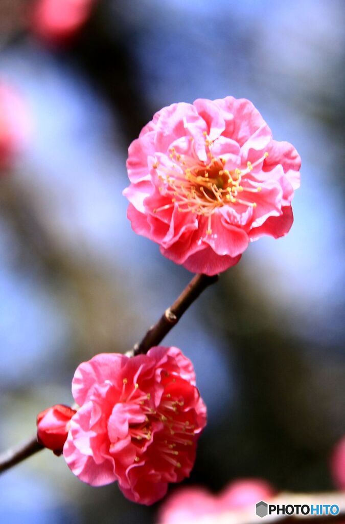 紅梅