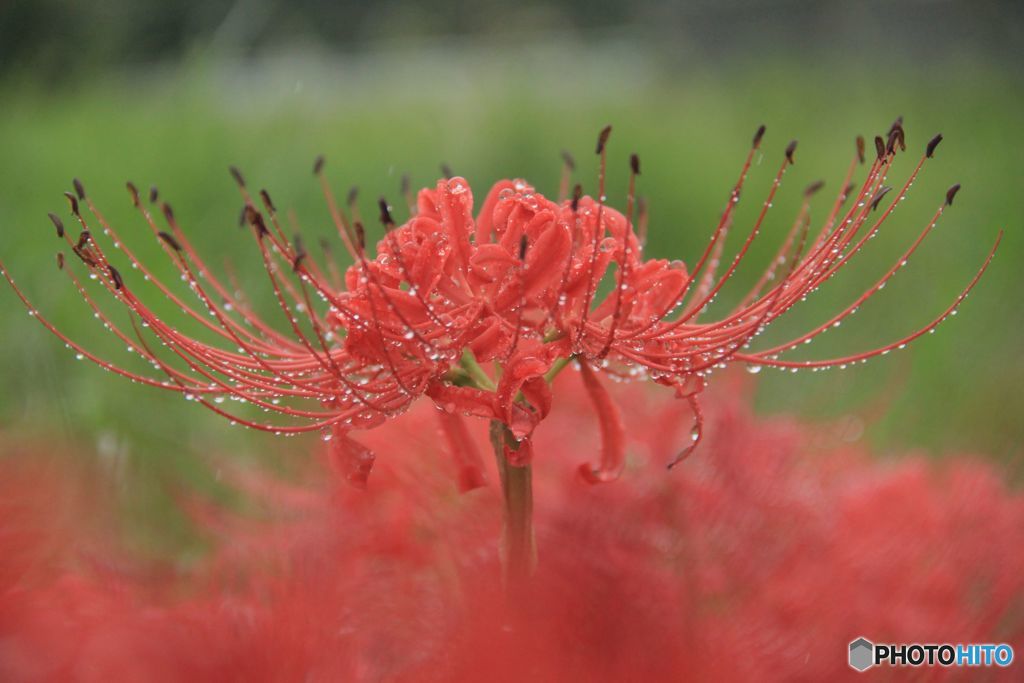 雨のビーズに身を包み