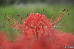 雨のビーズに身を包み